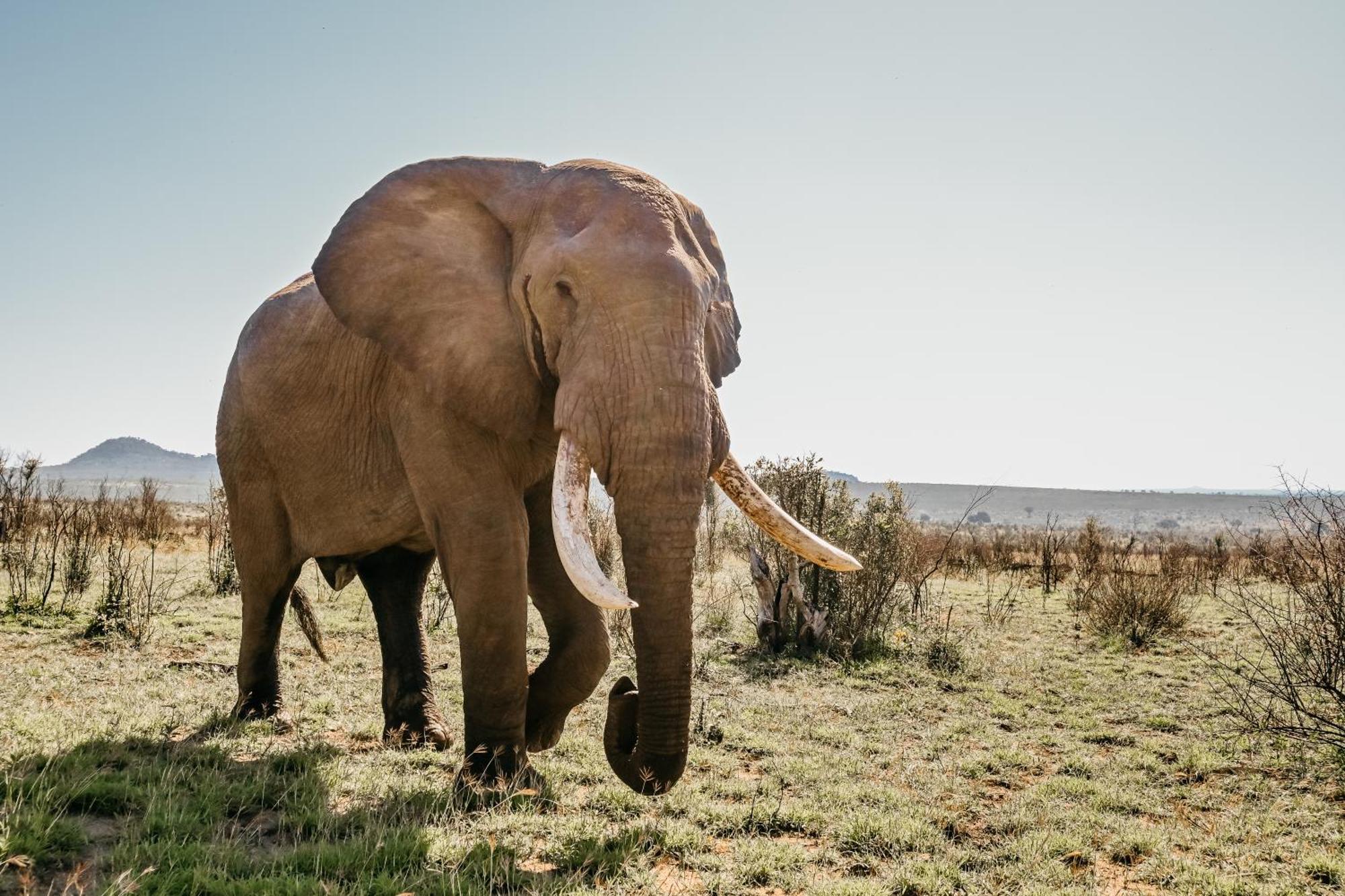 Mdluli Safari Lodge Гейзівью Екстер'єр фото