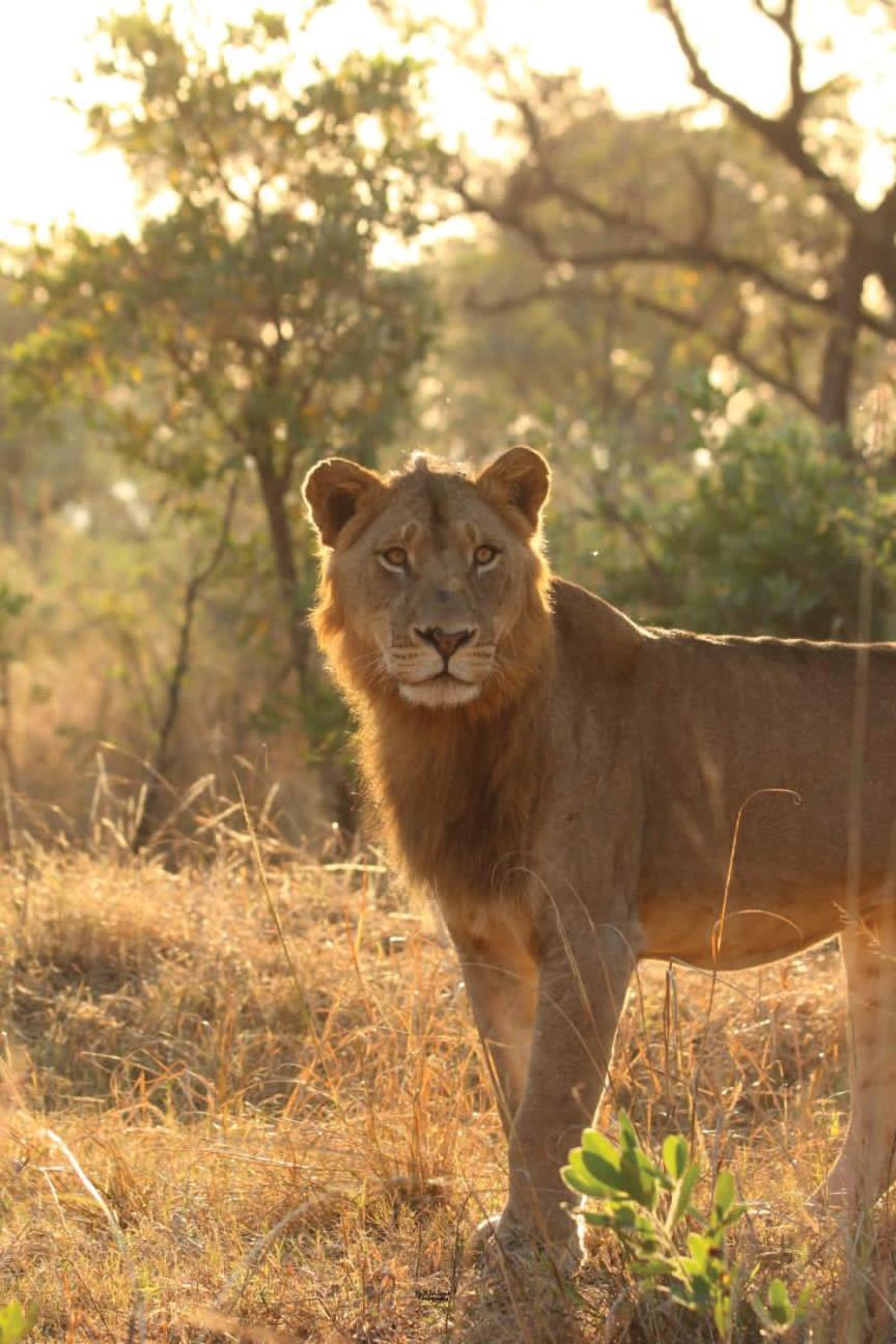 Mdluli Safari Lodge Гейзівью Екстер'єр фото