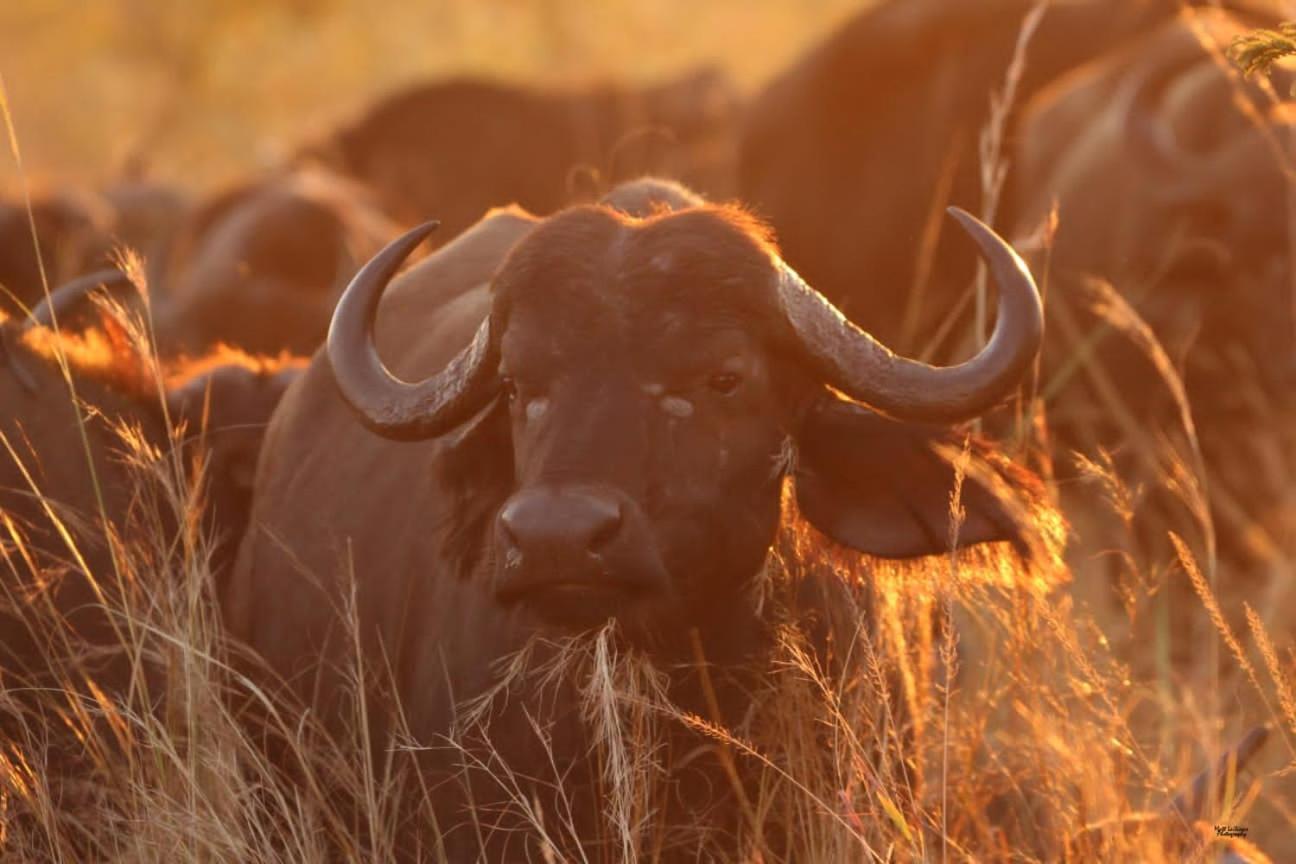 Mdluli Safari Lodge Гейзівью Екстер'єр фото